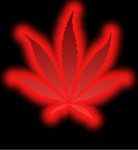 Legalizzazione Marijuana: il video del referendum